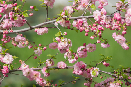 粉色樱花在春天公园