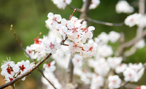 花园里的美丽的樱花花