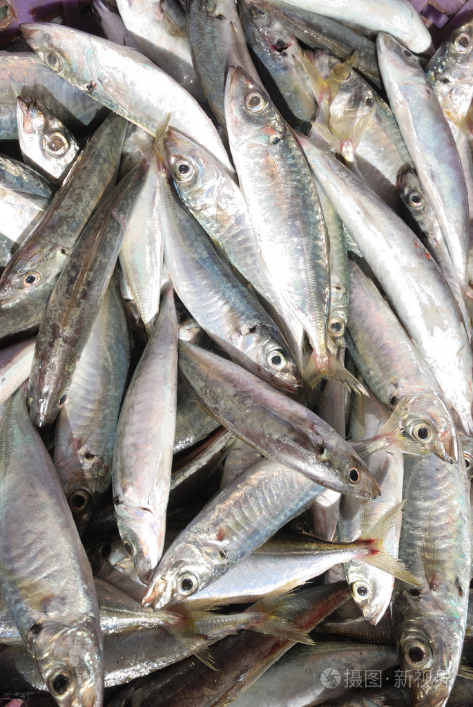很多鱼照片-正版商用图片1j3hxy-摄图新视界