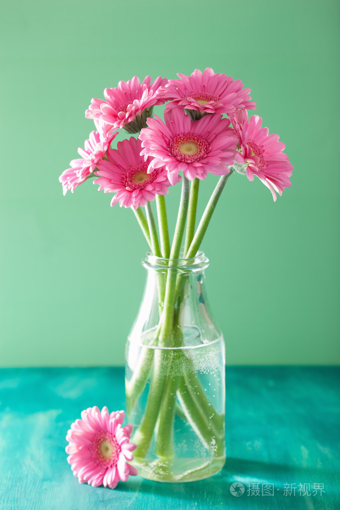 美丽的粉色非洲菊鲜花花束插在花瓶里