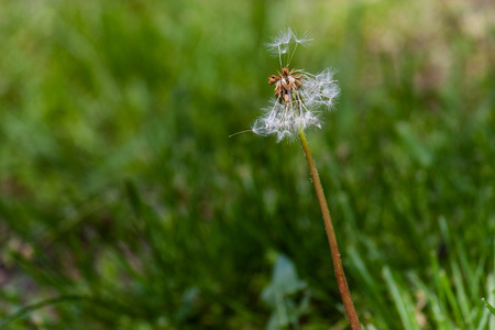 dandelion 宏拍摄