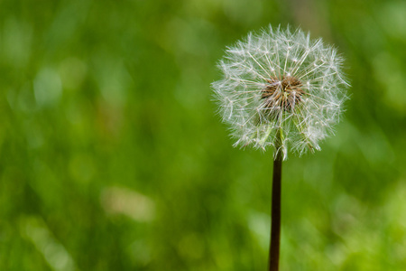 dandelion 宏拍摄