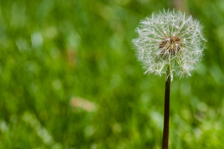 dandelion 宏拍摄