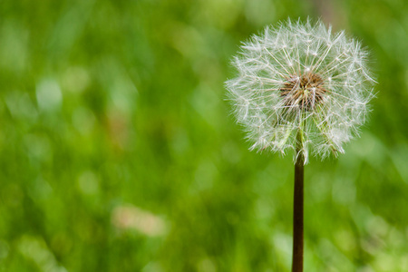 dandelion 宏拍摄