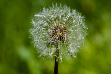 dandelion 宏拍摄