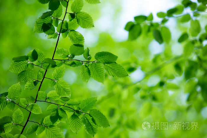 绿色的树叶背景