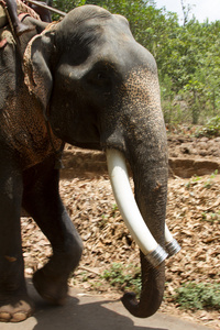 美丽的印度大象有座的乘客成本等待的人