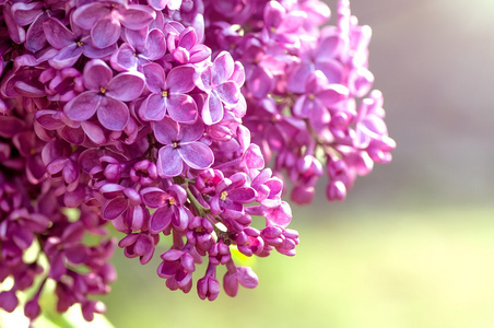 春淡紫色的花，自然抽象软花卉背景