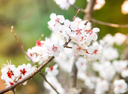 花园里的美丽的樱花花