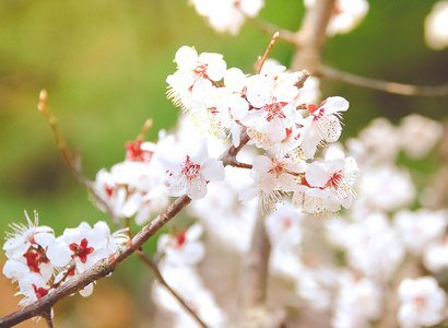 花园里的美丽的樱花花