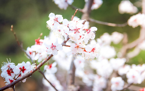 花园里的美丽的樱花花