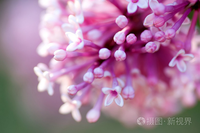 春淡紫色的花 自然抽象软花卉背景照片 正版商用图片1j3k86 摄图新视界