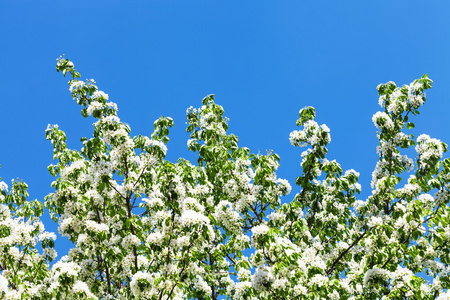 分支机构的苹果棵开花的树，与蔚蓝的天空
