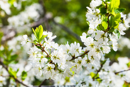 白色的樱花花接近在 sping