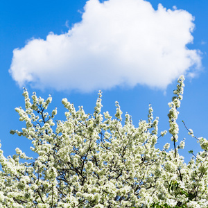 蓝天白云和盛开的樱桃树