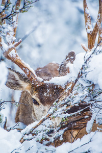 亚利桑那州冬季骡鹿