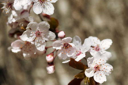 樱桃花，盛开在春天