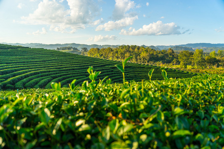 绿茶农场景观