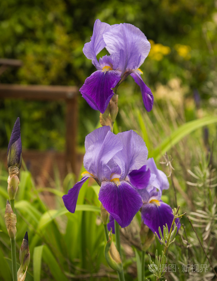 美丽的紫色鸢尾花