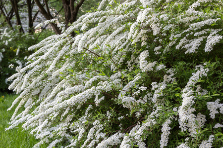 白花灌木