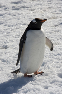 巴布亚企鹅南极洲