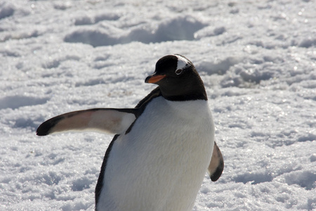 巴布亚企鹅南极洲