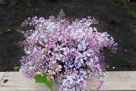 紫丁香盛开的花束