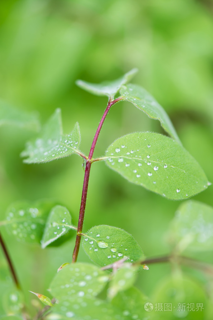 年轻的春天叶在绿色背景上
