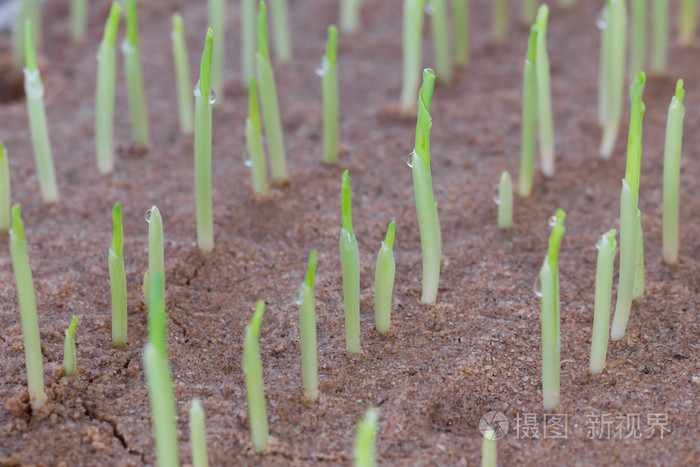 年轻的甜玉米幼苗生长