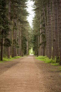 散步穿过树林