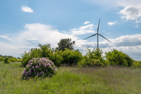 小麦和风力涡轮机发电的绿色田野
