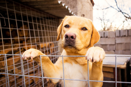 黄金猎犬站靠在栅栏上，愁容