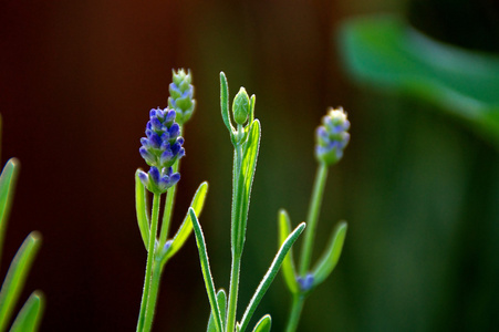 薰衣草鲜花