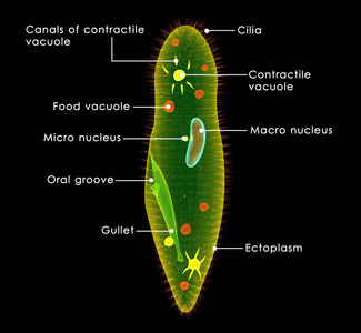 草履虫单细胞有机体图片