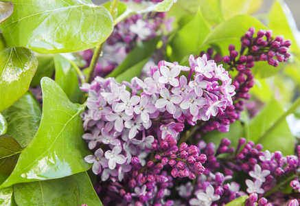 Lilac.Purple 春天的花朵