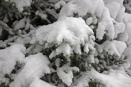 雪盖的杉木树