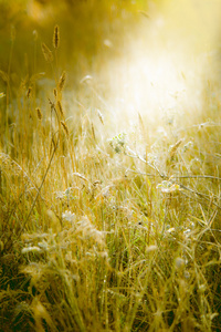 草甸受到阳光的照射。草满细霜