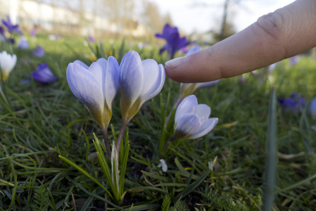 荷兰的番红花图片