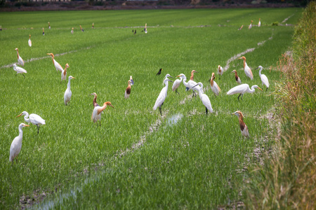 爪哇池鹭在自然水稻农场