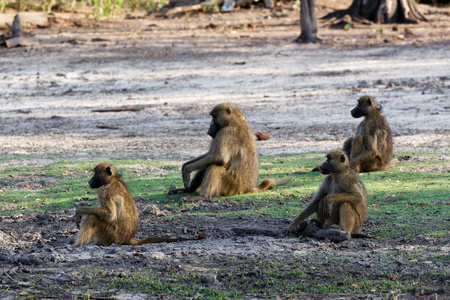南非狒狒的家庭