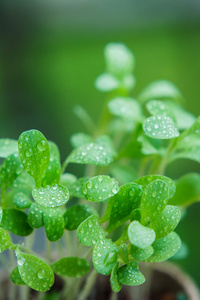 绿草与露珠