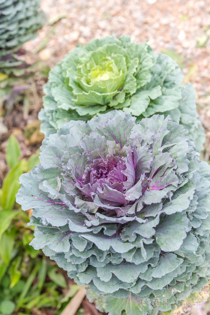 装饰的白菜或羽衣甘蓝