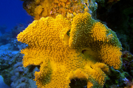 在热带海洋，水下珊瑚的蘑菇皮革