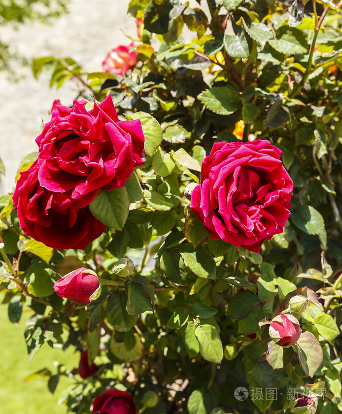 公园里的灌木玫瑰