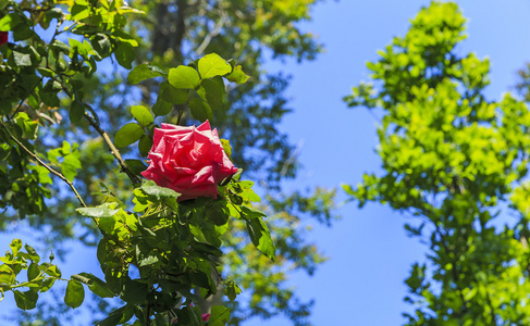 公园里的灌木玫瑰