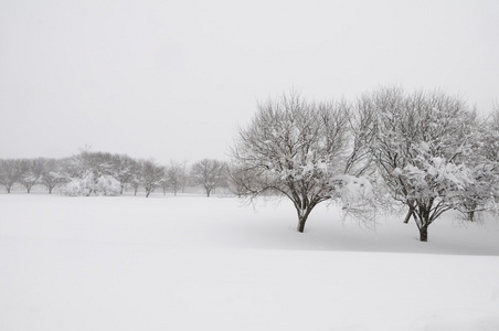 树木在一场雪