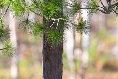 雪松针图片-雪松针素材-雪松针插画-摄图新视界
