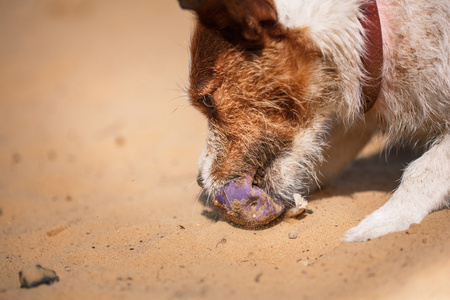 杰克罗素梗犬狗戏水