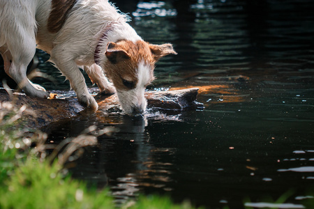 杰克罗素梗犬狗戏水图片