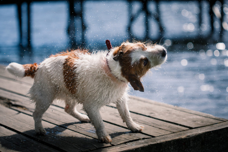 杰克罗素梗犬狗戏水